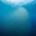 A massive school of fish is seen underwater forming a dense swirling Royalty Free Stock Photo