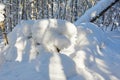 The massive snow in the winter forest Royalty Free Stock Photo