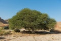 Massive Spiraled Acacia Oasis in the Makhtesh Ramon Crater in Israel