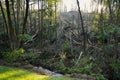 Massive storm damages in a forest with a swathe of destruction