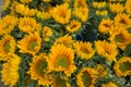 Massive sunflowers in flower market, on sale Royalty Free Stock Photo