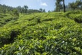 A tea estate at Munar, Kerala.