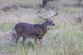 Massive thick and heavy rack on whitetail buck Royalty Free Stock Photo