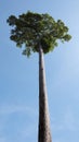 Massive, towering tree with a lush canopy against the backdrop of a clear blue sky