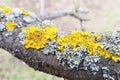 Massive tree branch covered with yellow lichen