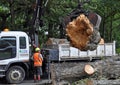 Massive Tree Falls in Christchurch, New Zealand Royalty Free Stock Photo