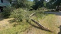 Massive tree limb in lawn Royalty Free Stock Photo