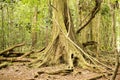 Massive trees, Amber Mountain National Park, Madagascar Royalty Free Stock Photo