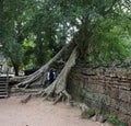 Massive trees growing screwed through the ancient stone wall in Angkor, woman stands between the tree trunks Royalty Free Stock Photo