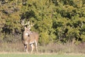 Massive Typical Whitetail Buck Royalty Free Stock Photo