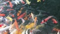 Group of various colourful large koi carp, kohaku or Japanese Koi Kohaku Fish. swimming in fishing pond.