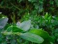 The massive and vital Buxus. Fresh green buxus Buxus sempervirens