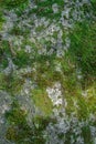 Massive wall background with green plants. Mossy rustic stone wall closeup photo texture. Rough stone wall of ancient Royalty Free Stock Photo