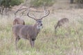 Massive whitetail buck with extra wide spread Royalty Free Stock Photo