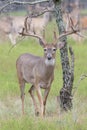 Massive Whitetail Buck in fall