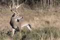 Massive Whitetail Buck in side view Royalty Free Stock Photo