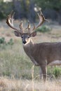 Massive whitetail buck standing at alert