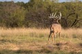 Massive whitetail standing guard Royalty Free Stock Photo