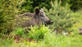 Massive wild boar, sus scrofa, showing up on the green forest clearing