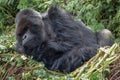 Massive wild silverback mountain gorilla resting in his nest - Volcanoes National Park Rwanda Royalty Free Stock Photo