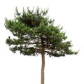 A masson pine