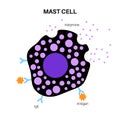Mast cell poster Royalty Free Stock Photo