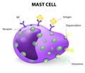 Mast cell or a mastocyte, labrocyte Royalty Free Stock Photo