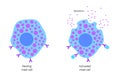 Mast cell poster