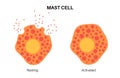 Mast cell poster