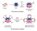 Mast cells and allergy