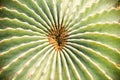 Mast of Echino cactus pattern1 Royalty Free Stock Photo
