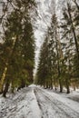 Mast pines and high birches in the gloomy winter, snow-covered park, art processing. Royalty Free Stock Photo