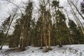 Mast pines and high birches in the gloomy winter, snow-covered park, art processing. Royalty Free Stock Photo