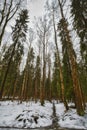 Mast pines and high birches in the gloomy winter, snow-covered park, art processing. Royalty Free Stock Photo