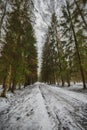 Mast pines and high birches in the gloomy winter, snow-covered park, art processing. Royalty Free Stock Photo