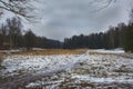 Mast pines and high birches in the gloomy winter, snow-covered park, art processing. Royalty Free Stock Photo