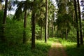 Masted coniferous forest of pine, spruce trees covered by the shadow road Royalty Free Stock Photo