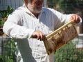 Master bee keeper pulls out a frame with honey from the beehive in the colony.