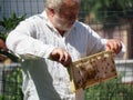 Master bee keeper pulls out a frame with honey from the beehive in the colony.