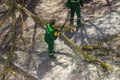 The master cuts the branches of a diseased tree