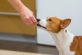 Master give basenji morsel of cookie