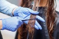 Master hairdresser woman combing damaged tangled hair of client