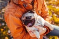 Master holding pug dog in hands in autumn park. Happy puppy looking on man and showing tongue Royalty Free Stock Photo