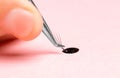 Master puts drop of glue on eyelash bundle extension procedure, pink background