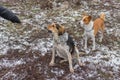 Master training Basenji male dog and mixed breed female dog to perform basic commands