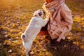Master walking pug dog in autumn park. Happy puppy jumping on woman`s legs. Dog playing Royalty Free Stock Photo