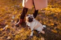 Master walking pug dog in autumn park. Happy puppy sitting by woman`s legs. Dog chilling Royalty Free Stock Photo