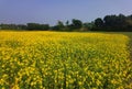 Mastered flower in a field with yellow and green background