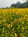 Mastered flower in a filed with yellow and green