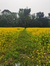 Mastered flower in a filed with yellow and green